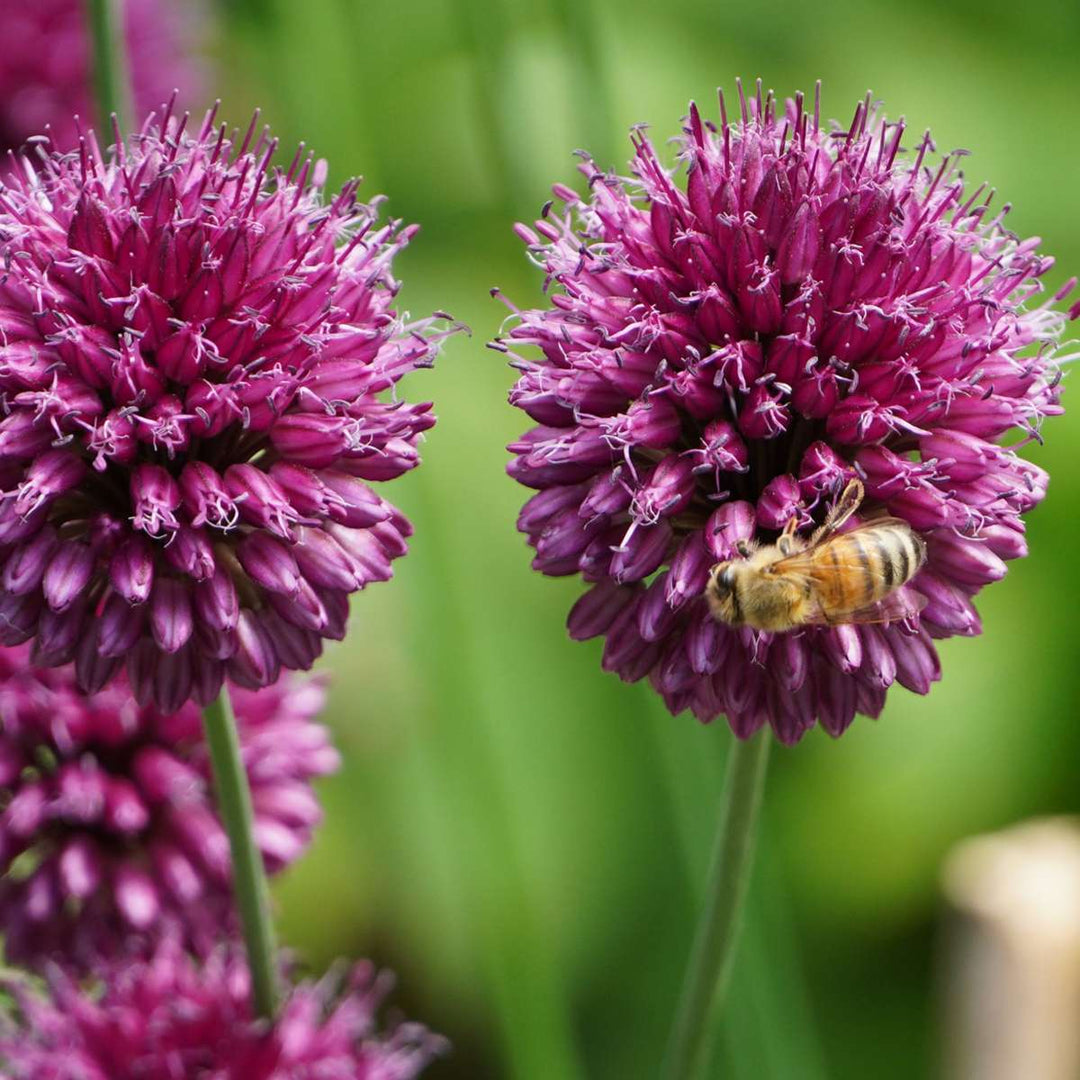 Bulb Garden Pink - 250 komada - Narcis, Allium, Crocus, Tulip