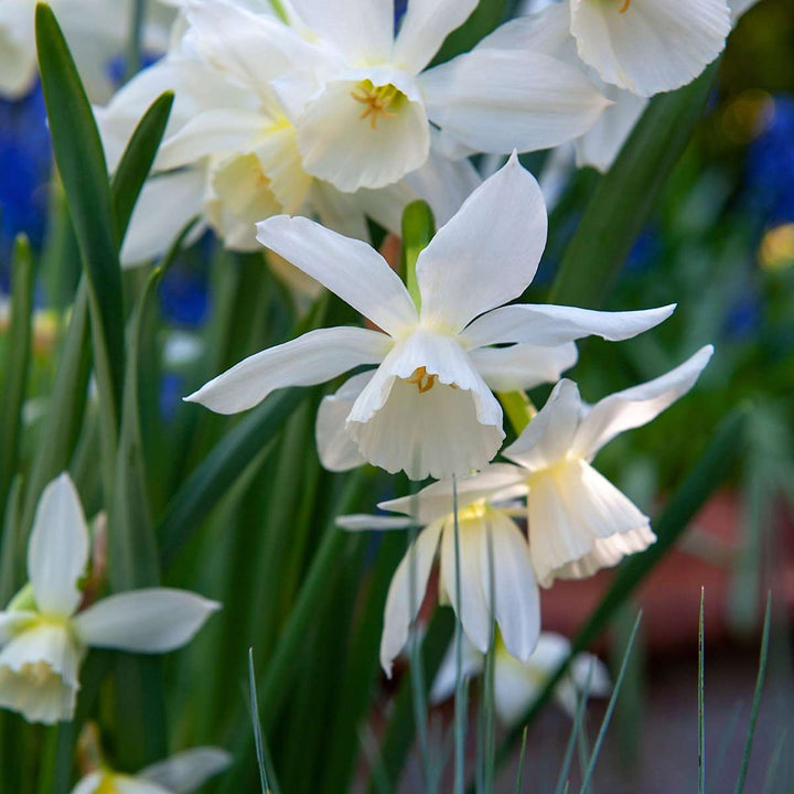 Bulb Garden Pink - 250 komada - Narcis, Allium, Crocus, Tulip
