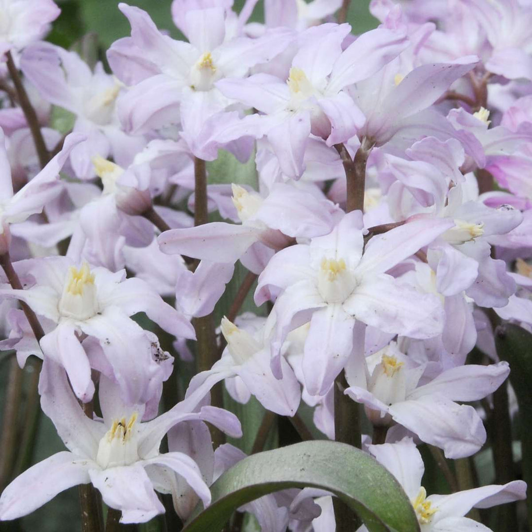 Bulb Garden Pink - 250 komada - Narcis, Allium, Crocus, Tulip