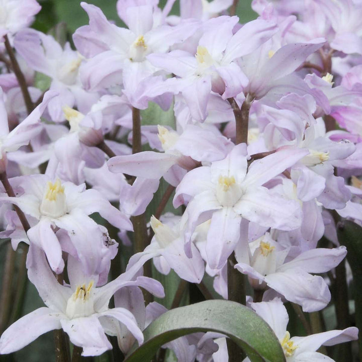 Bulb Garden Pink - 250 komada - Narcis, Allium, Crocus, Tulip