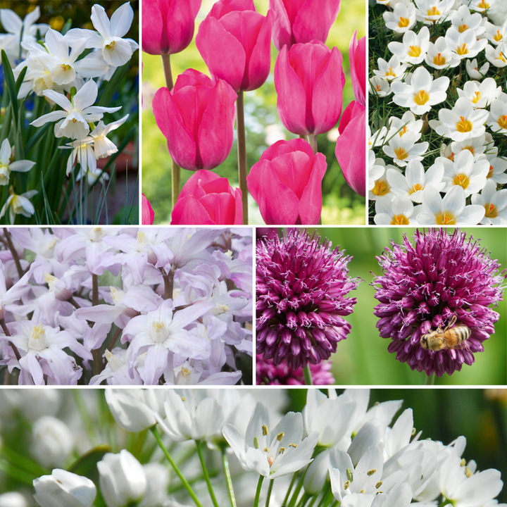Bulb Garden Pink - 250 komada - Narcis, Allium, Crocus, Tulip