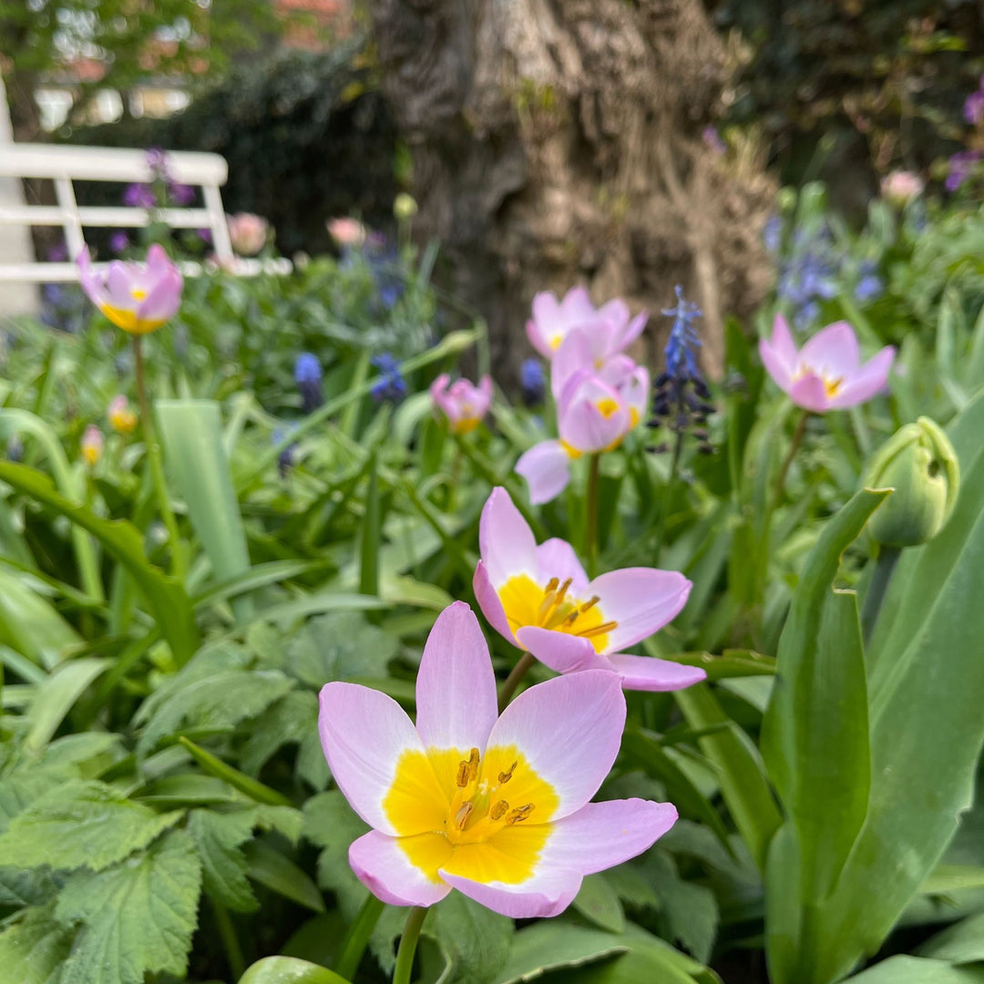 Tulipa bakeri 'Lilac Wonder' - 100 stuks - Bloembollen