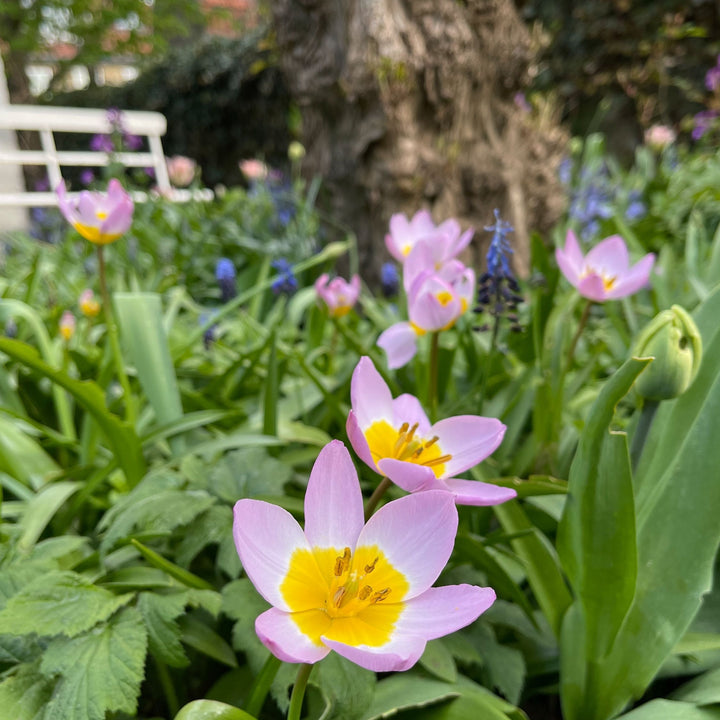 Tulipa bakeri 'Lilac Wonder' - 100 stuks - Bloembollen