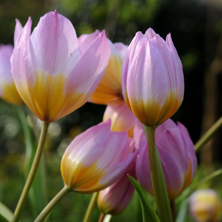 Tulipa bakeri 'Lilac Wonder' - 100 stuks - Bloembollen - FloraStore