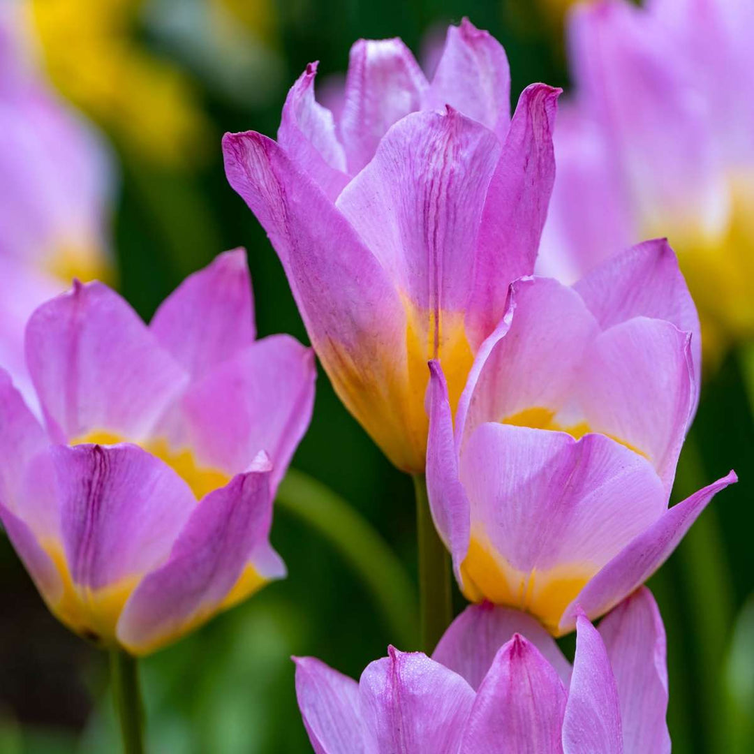 Tulipa bakeri 'Lilac Wonder' - 100 stuks - Bloembollen - FloraStore