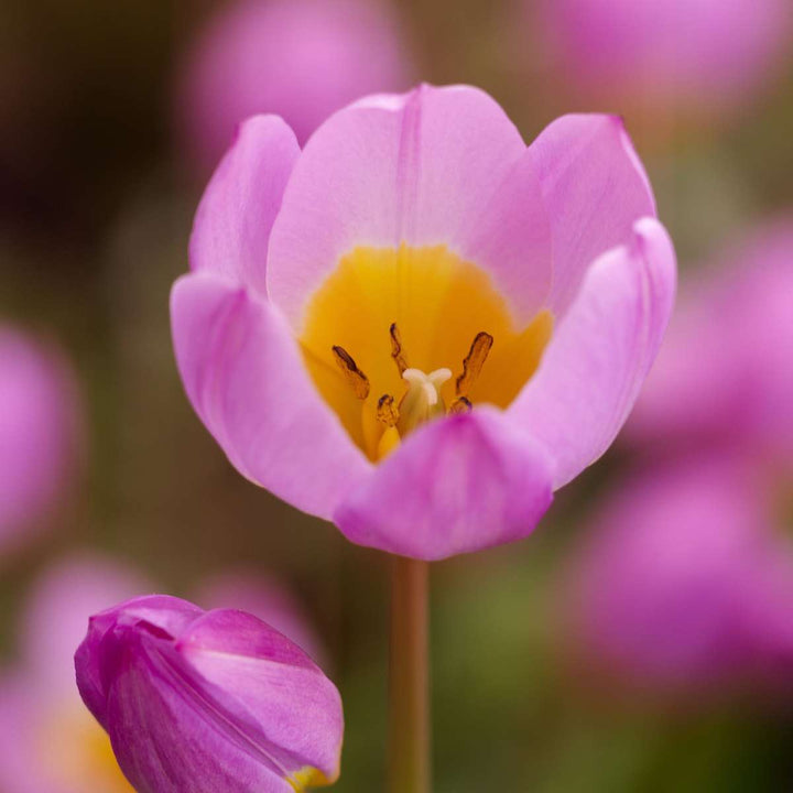 Tulipa bakeri 'Lilac Wonder' - 100 stuks - Bloembollen - FloraStore