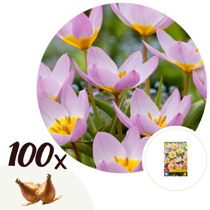 Tulipa bakeri 'Lilac Wonder' - 100 stuks - Bloembollen