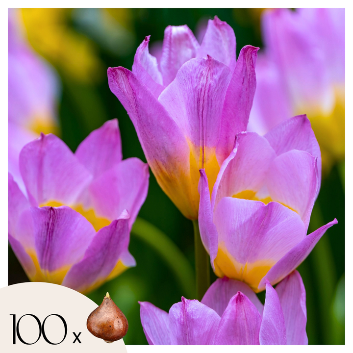 Tulipa bakeri 'Lilac Wonder' - 100 stuks - Bloembollen - FloraStore