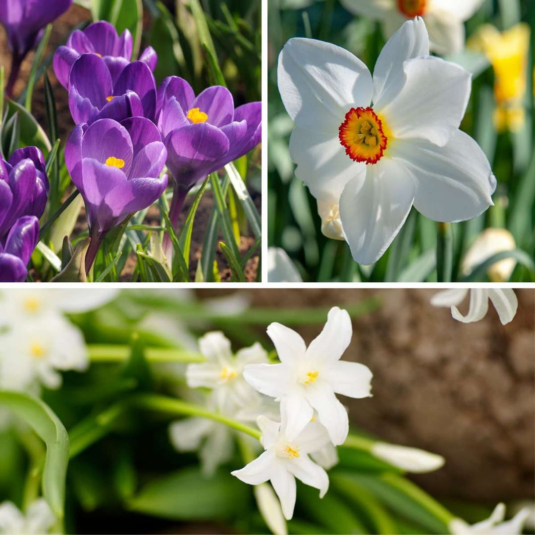 Gėlių svogūnėliai pavėsiniams sodams - 35 vnt. -