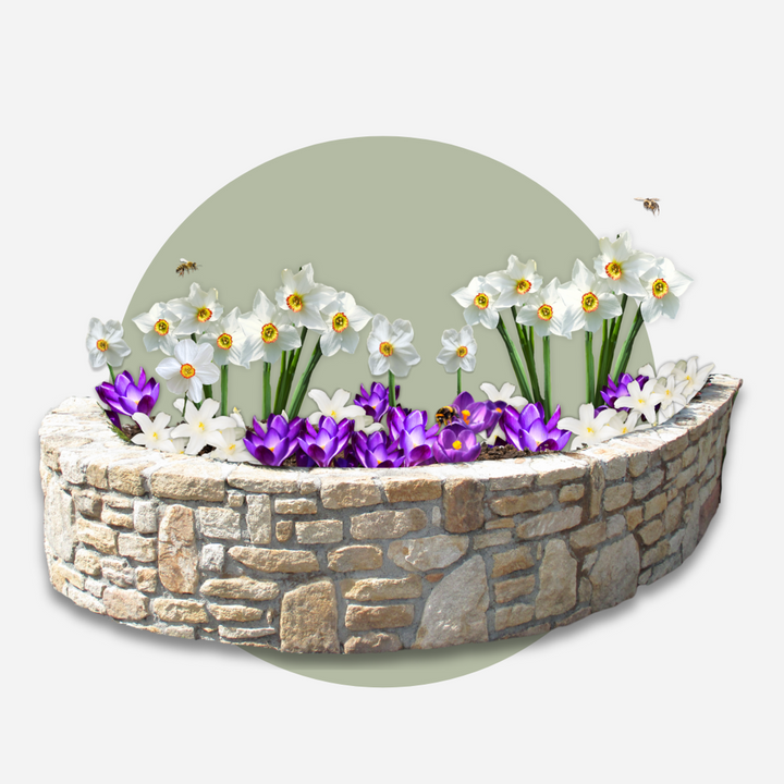 Gėlių svogūnėliai pavėsiniams sodams - 35 vnt. -