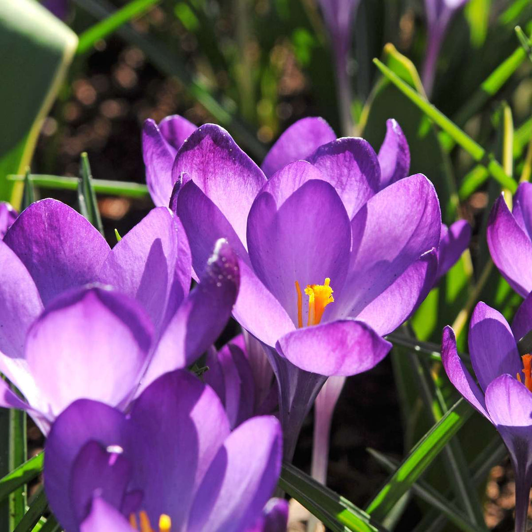 Gėlių svogūnėliai pavėsiniams sodams - 35 vnt. -