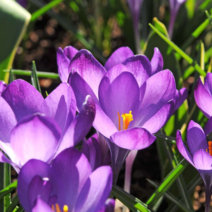 Gėlių svogūnėliai pavėsiniams sodams - 35 vnt. -