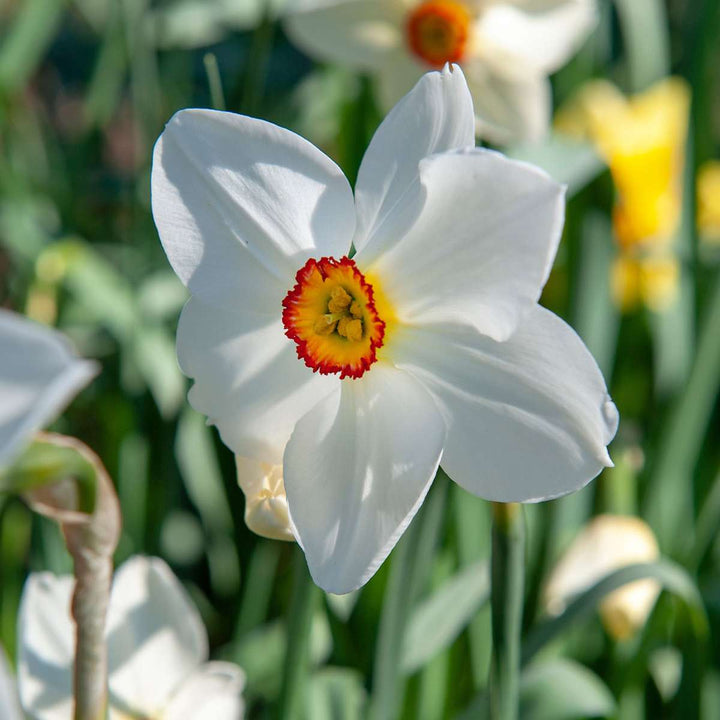 Gėlių svogūnėliai pavėsiniams sodams - 35 vnt. -