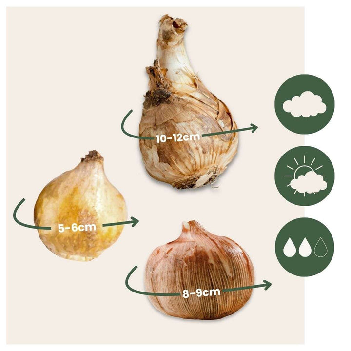 Gėlių svogūnėliai pavėsiniams sodams - 35 vnt. -