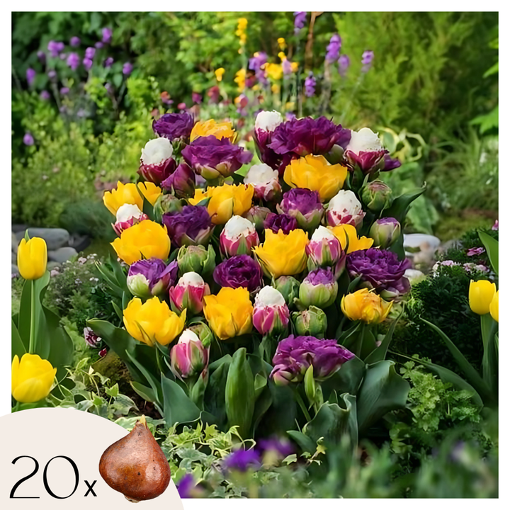 Tulipa 'Candy Love' - Set van 20 - Tulpenbollen