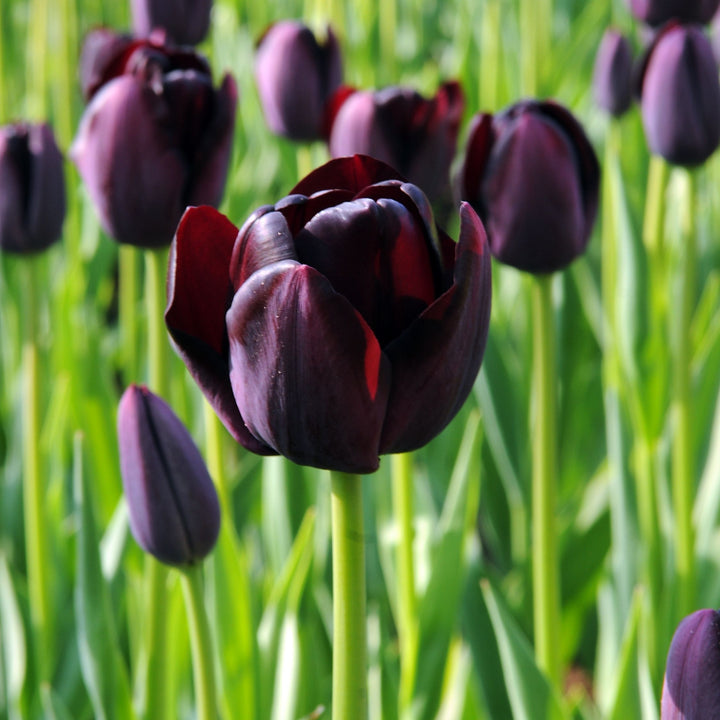 Tulipa 'Queen of Night' - Tulpenbollen