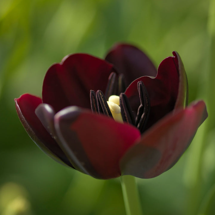 Tulipa 'Queen of Night' - Tulpenbollen