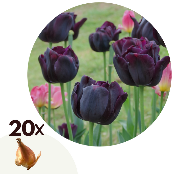 Tulipa 'Queen of Night' - Tulpenbollen