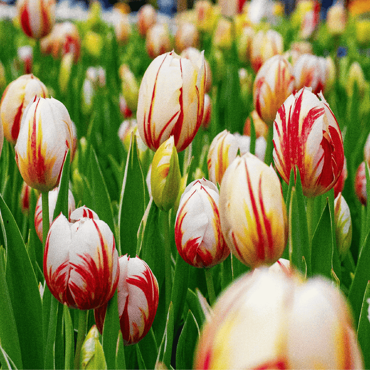 Tulipa 'Flaming Beauty' - set od 30 lukovica tulipana