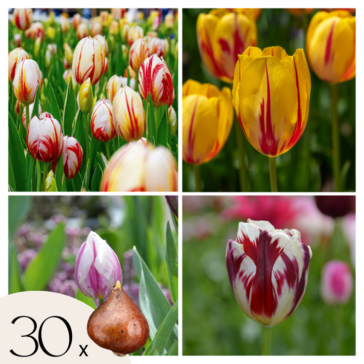 Tulipa 'Flaming Beauty' - set od 30 lukovica tulipana