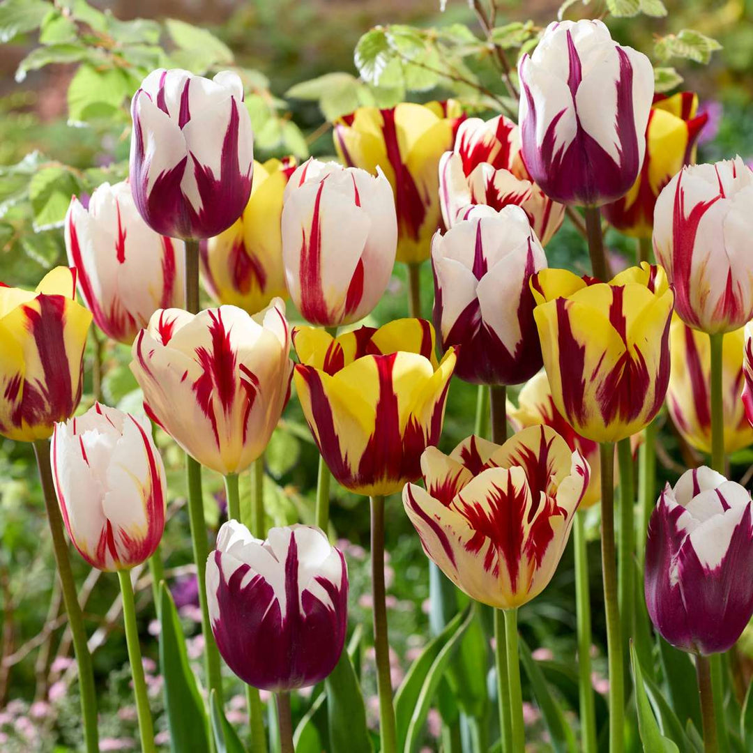 Tulipa 'Flaming Beauty' - Set van 60 - Tulpenbollen