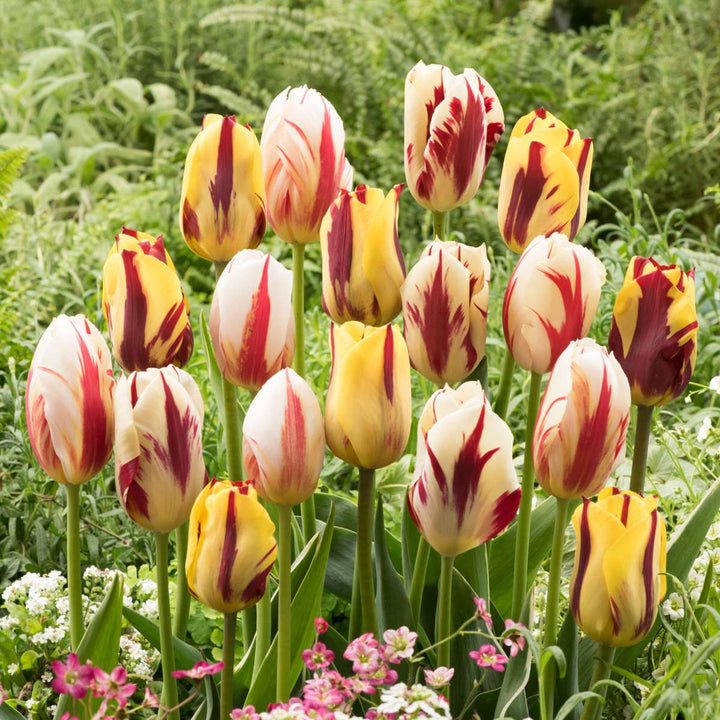 Tulipa 'Flaming Beauty' - Set van 60 - Tulpenbollen