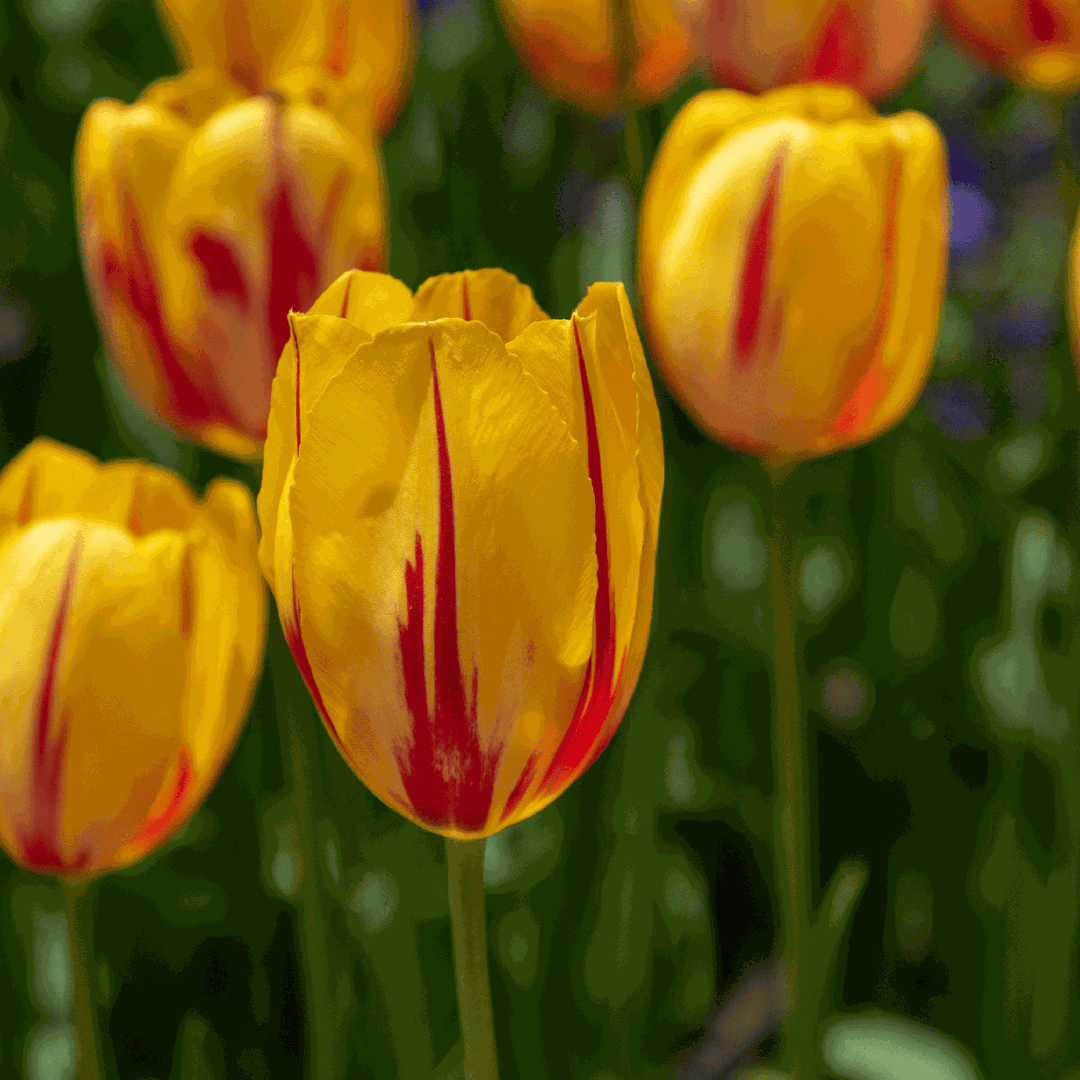 Tulipa 'Flaming Beauty' - Set van 60 - Tulpenbollen