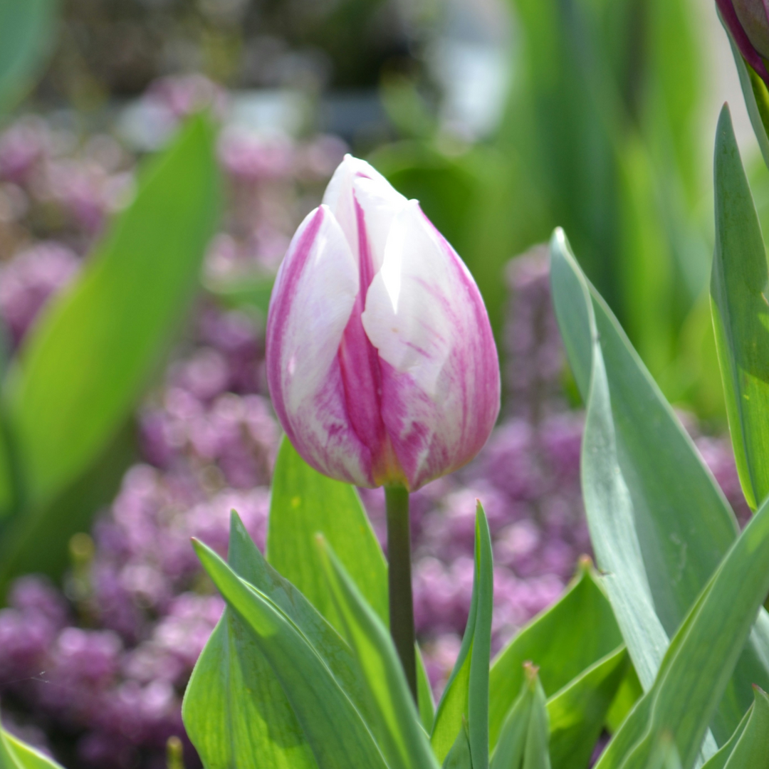 Tulipa 'Flaming Beauty' - Set van 60 - Tulpenbollen