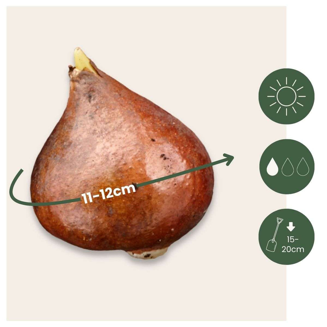 Tulipa 'Flaming Beauty' - Set van 60 - Tulpenbollen