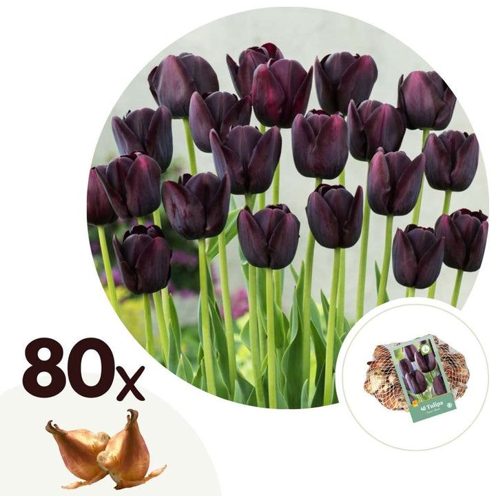 Tulipa 'Kraljica noći' - Set od 80 lukovica tulipana