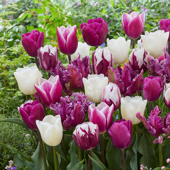 Tulipa 'Pastel Mix' - Set van 35 - Tulpenbollen