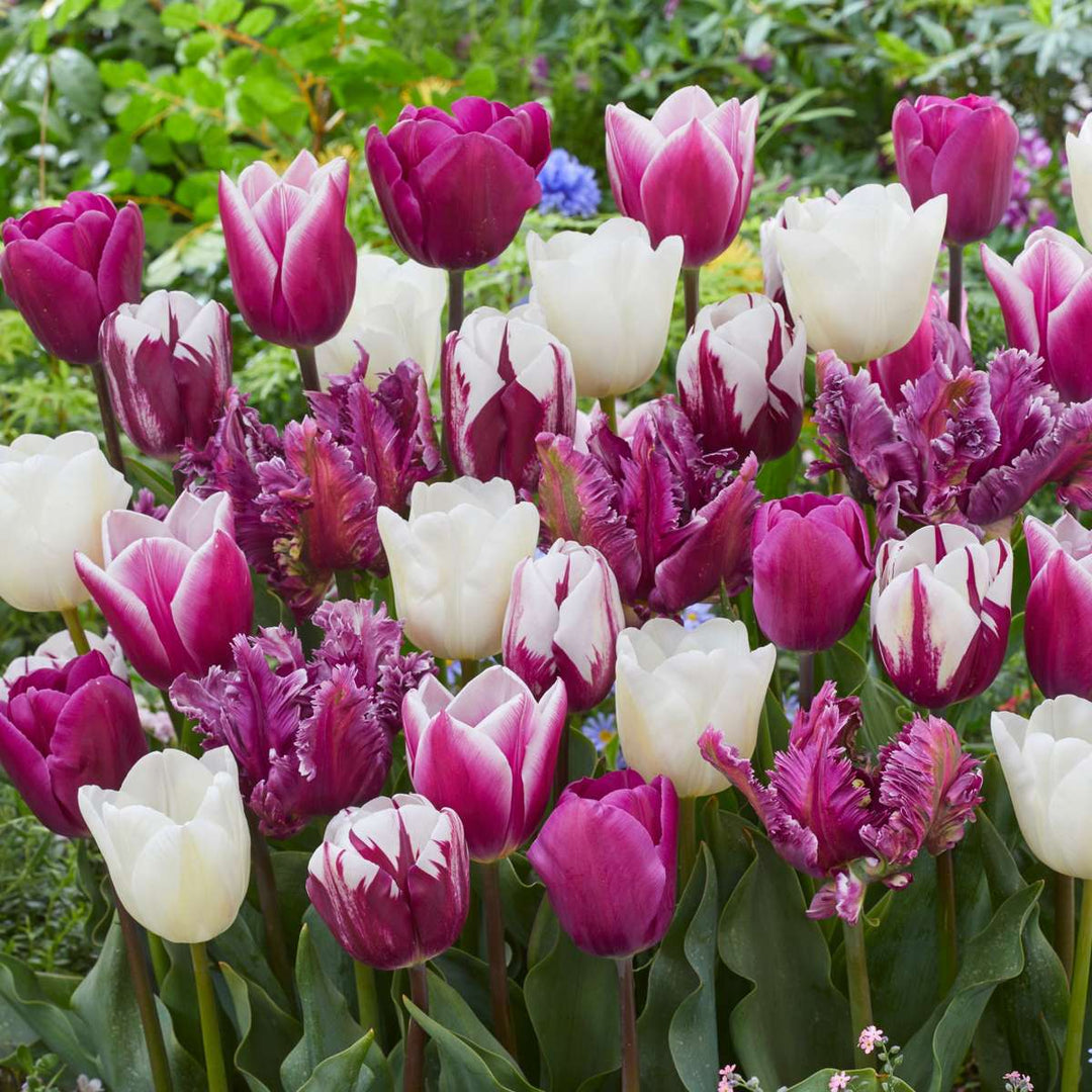 Tulipa 'Pastel Mix' - Set van 35 - Tulpenbollen