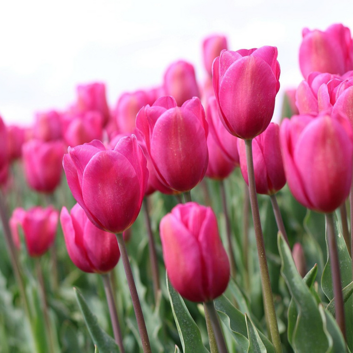 Tulipa 'Pastel Mix' - Set van 35 - Tulpenbollen