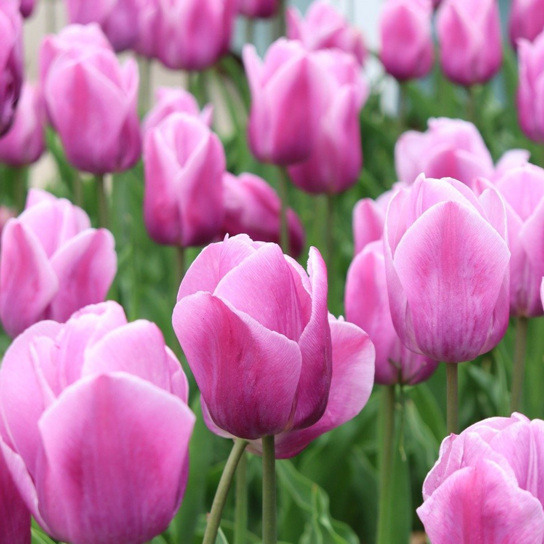 Tulipa 'Pastel Mix' - Set van 35 - Tulpenbollen