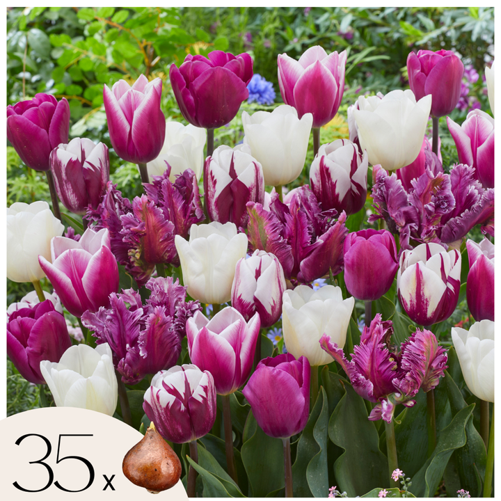 Tulipa 'Pastel Mix' - Set van 35 - Tulpenbollen