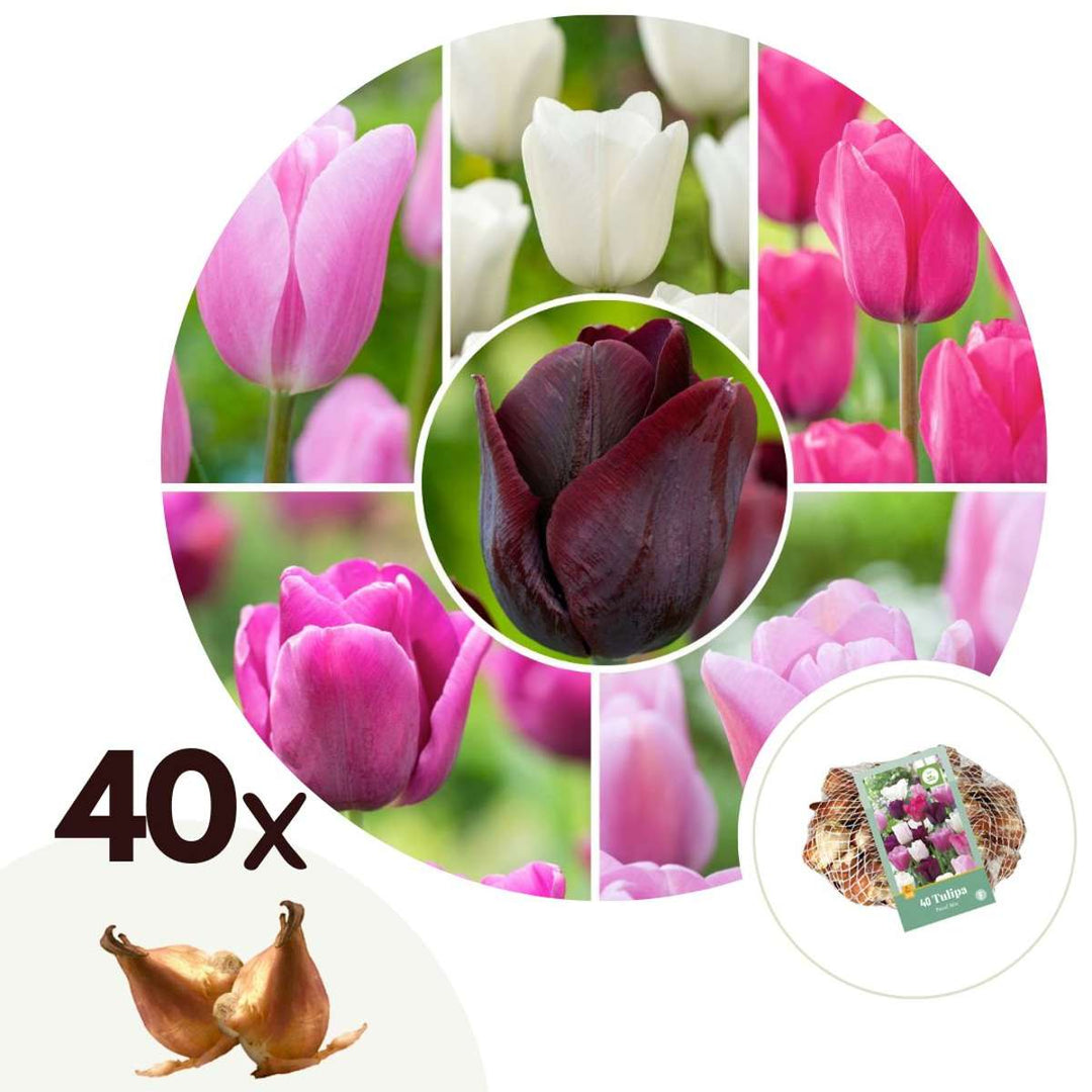 Tulipa 'Pastel Mix' - Set van 40 - Tulpenbollen