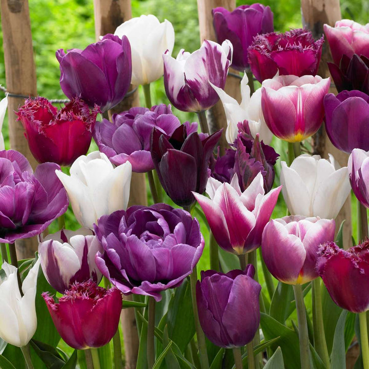 Tulipa 'Blueberry Mix' - Set van 35 - Tulpenbollen