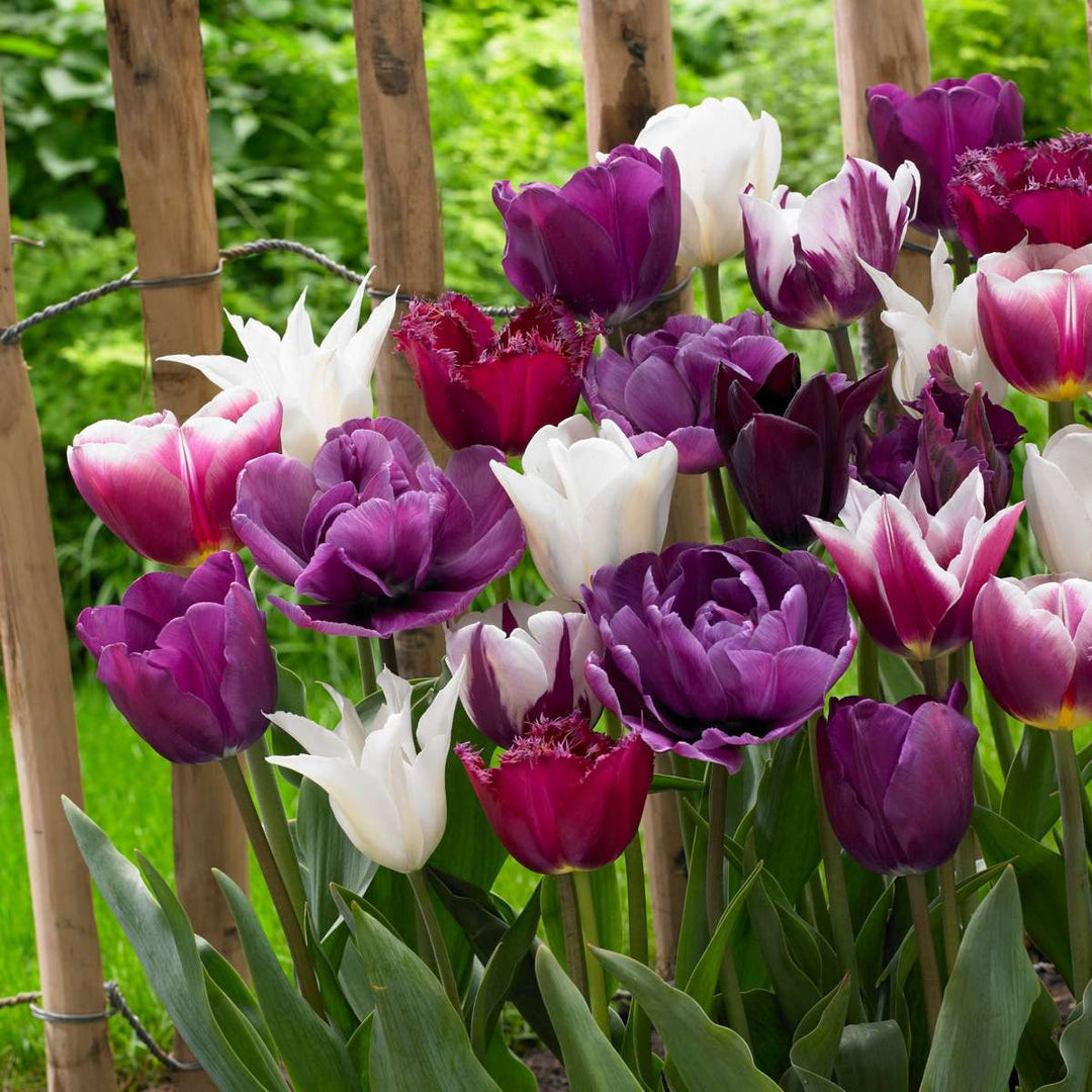 Tulipa 'Blueberry Mix' - Set van 35 - Tulpenbollen