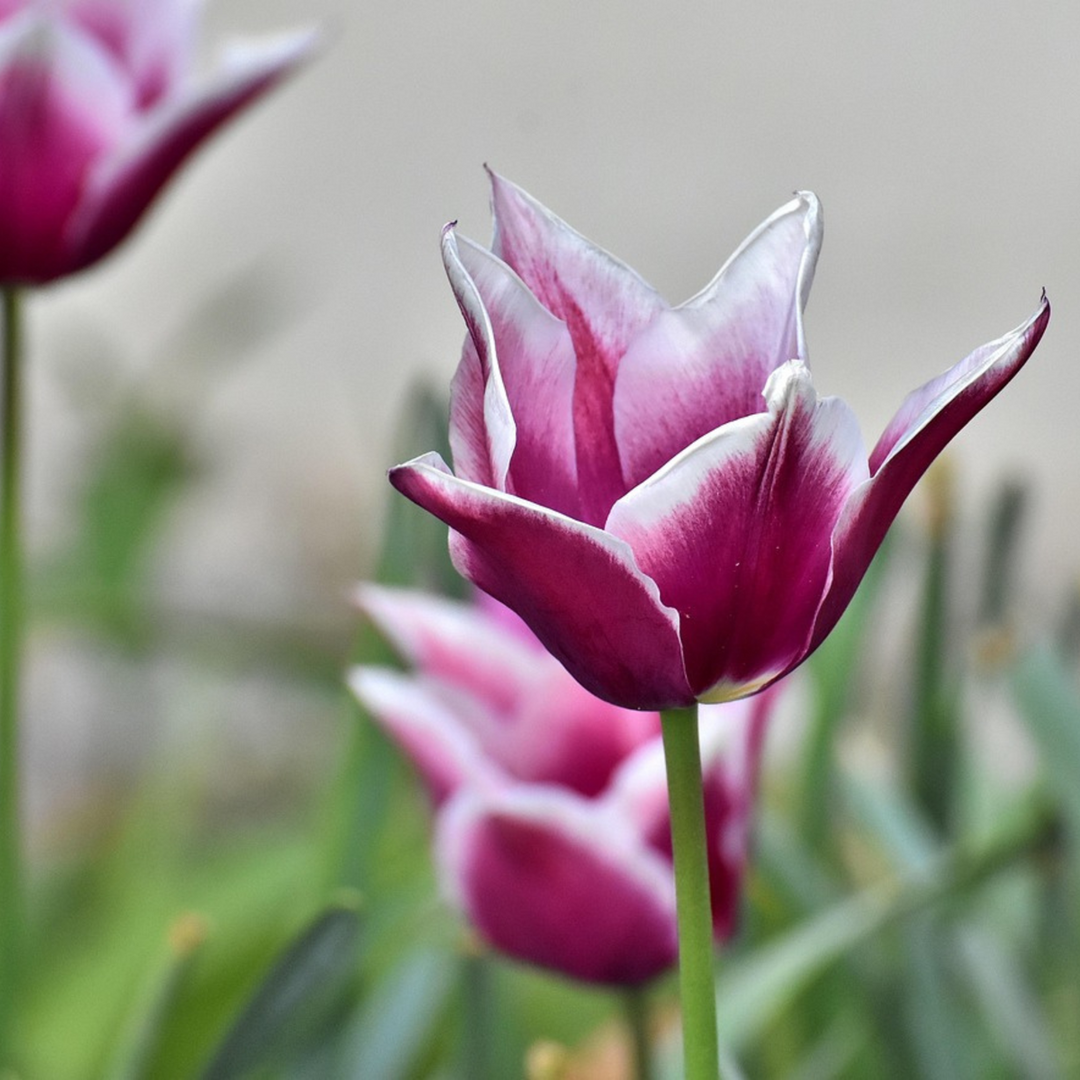 Tulipa 'Blueberry Mix' - Set van 35 - Tulpenbollen
