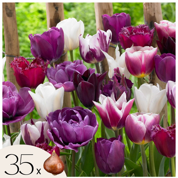 Tulipa 'Blueberry Mix' - Set van 35 - Tulpenbollen