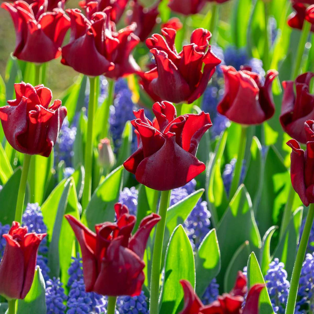 Tulipa 'Red Dress' - Set van 10 - Tulpenbollen