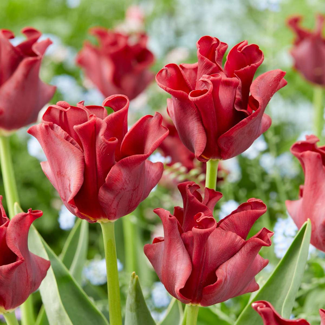 Tulipa 'Red Dress' - Set van 10 - Tulpenbollen
