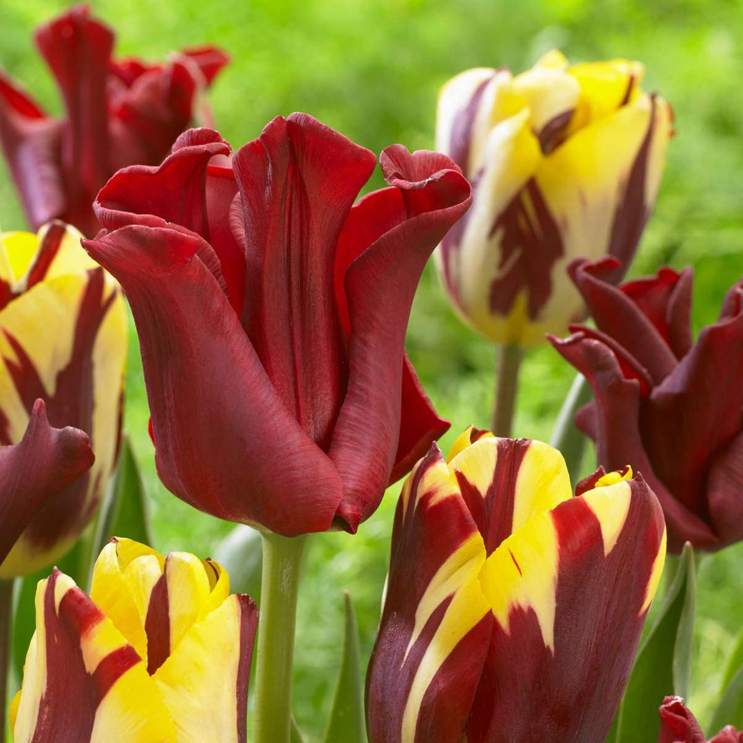 Tulipa 'Red Dress' - Set van 10 - Tulpenbollen