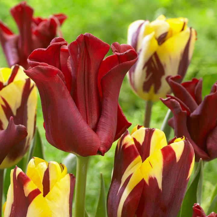 Tulipa 'Red Dress' - Set van 10 - Tulpenbollen