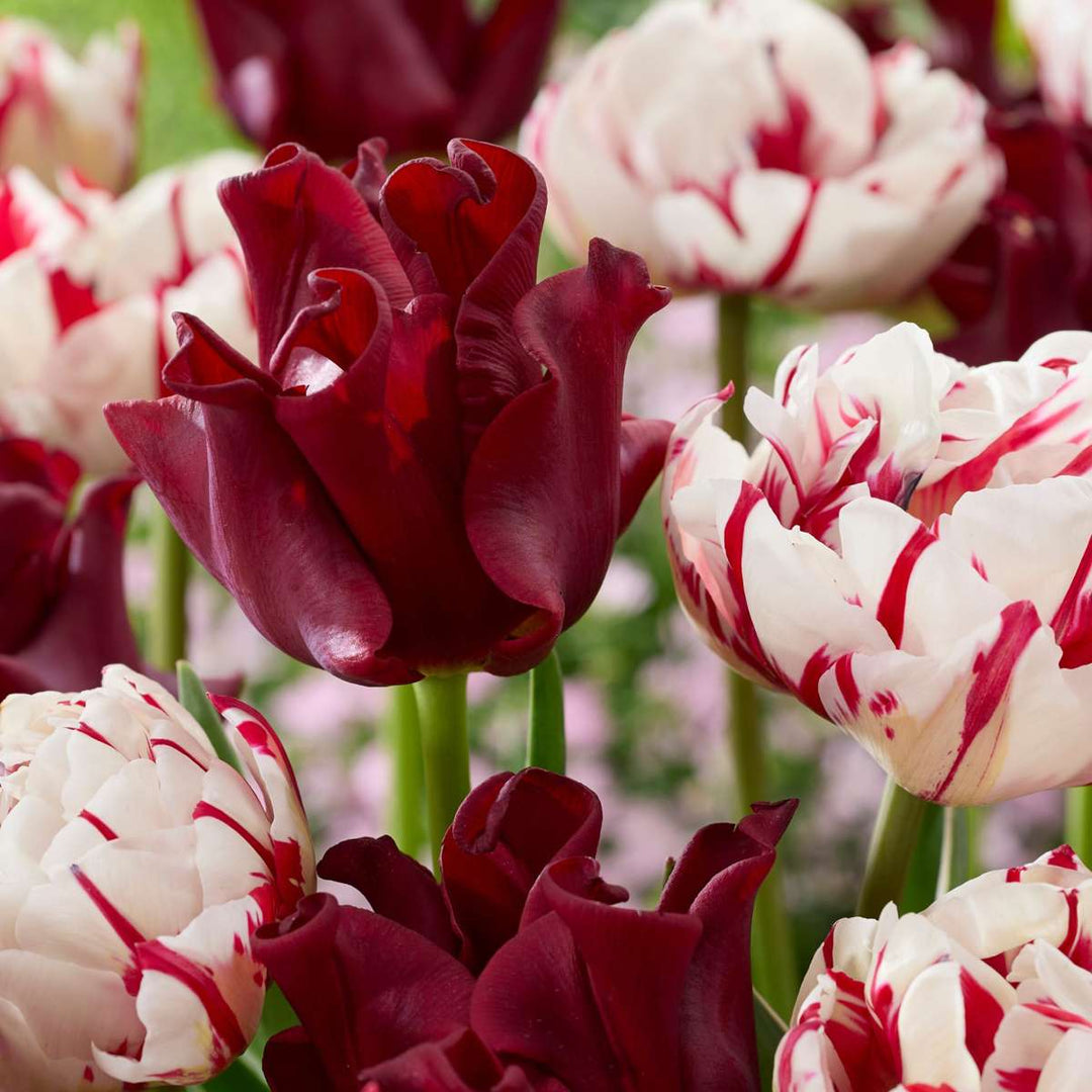 Tulipa 'Red Dress' - Set van 10 - Tulpenbollen