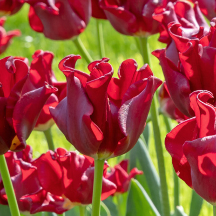 Tulipa 'Red Dress' - Set van 10 - Tulpenbollen