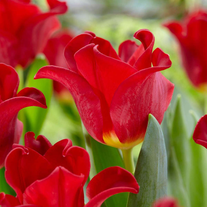 Tulipa 'Red Dress' - Set van 10 - Tulpenbollen