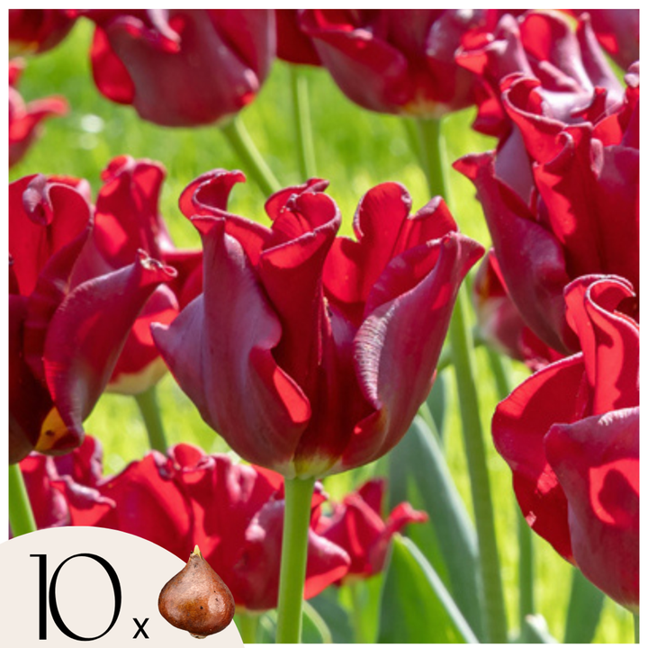 Tulipa 'Red Dress' - Set van 10 - Tulpenbollen