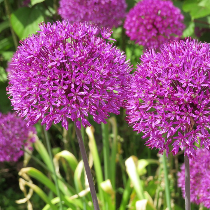 Allium Millenium - bloembollen - Set van 3