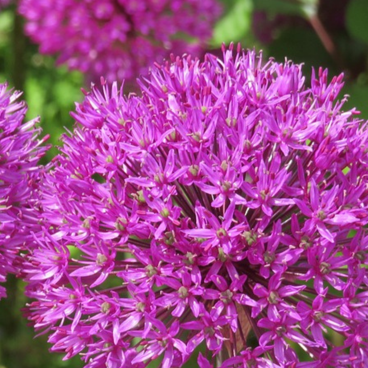 Allium Millenium - bloembollen - Set van 3